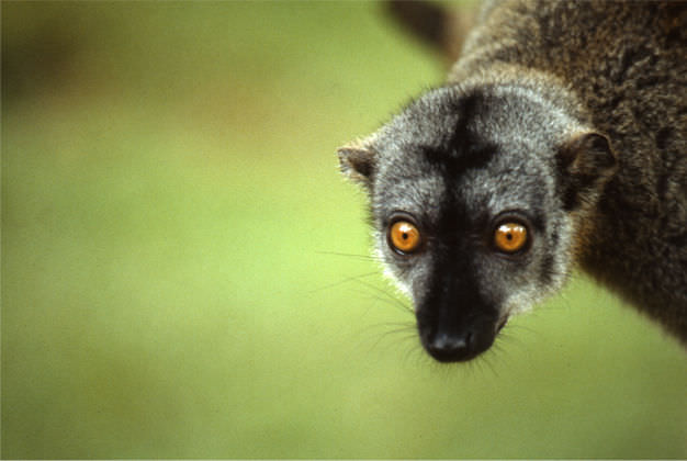 Brauner Lemur, Madagaskar 1990